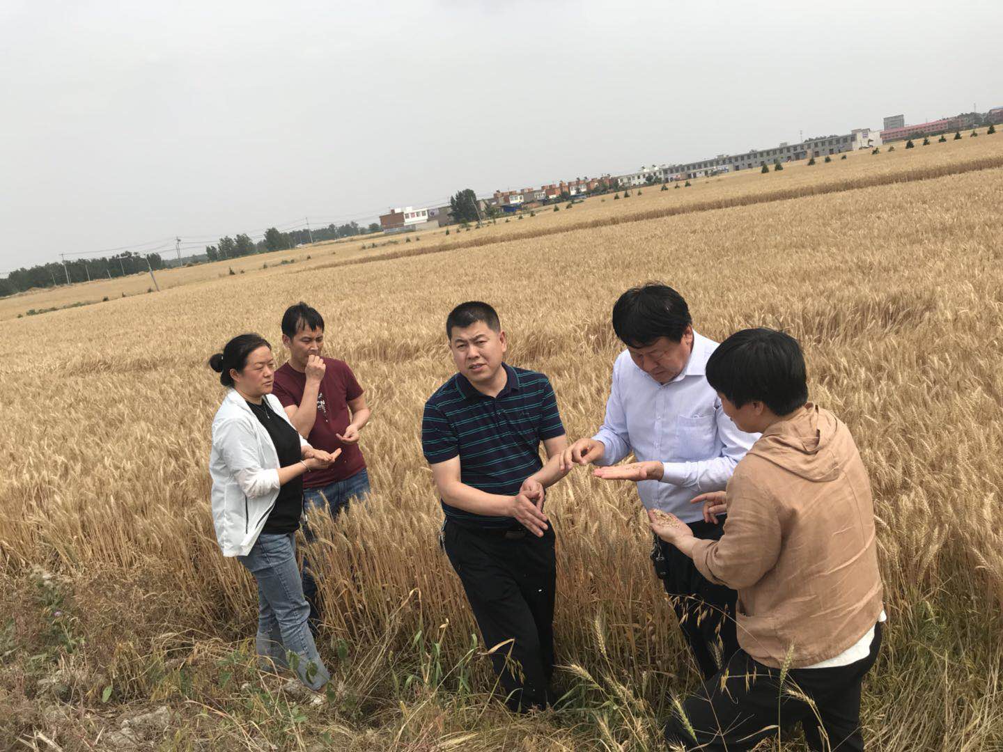 麥黃了 開秤了——西瑞儲(chǔ)備庫(kù)公司打響收糧第一槍