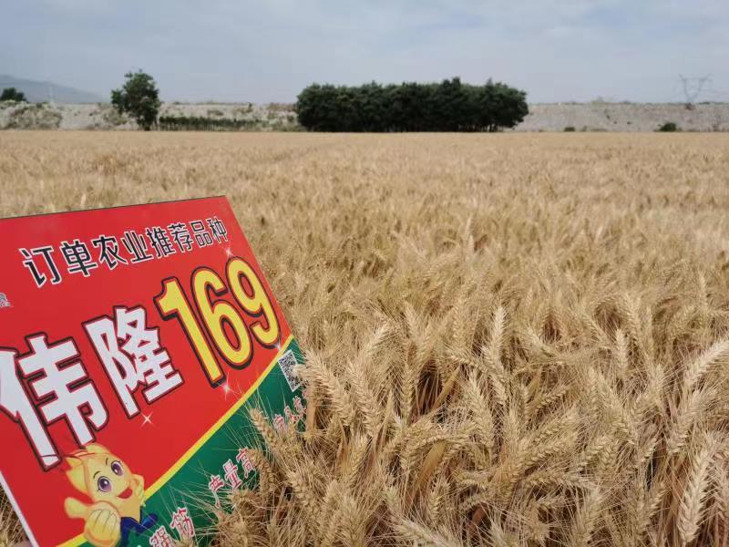 重磅！集團(tuán)兩項(xiàng)產(chǎn)品入選農(nóng)業(yè)農(nóng)村部2023年農(nóng)業(yè)主導(dǎo)品種